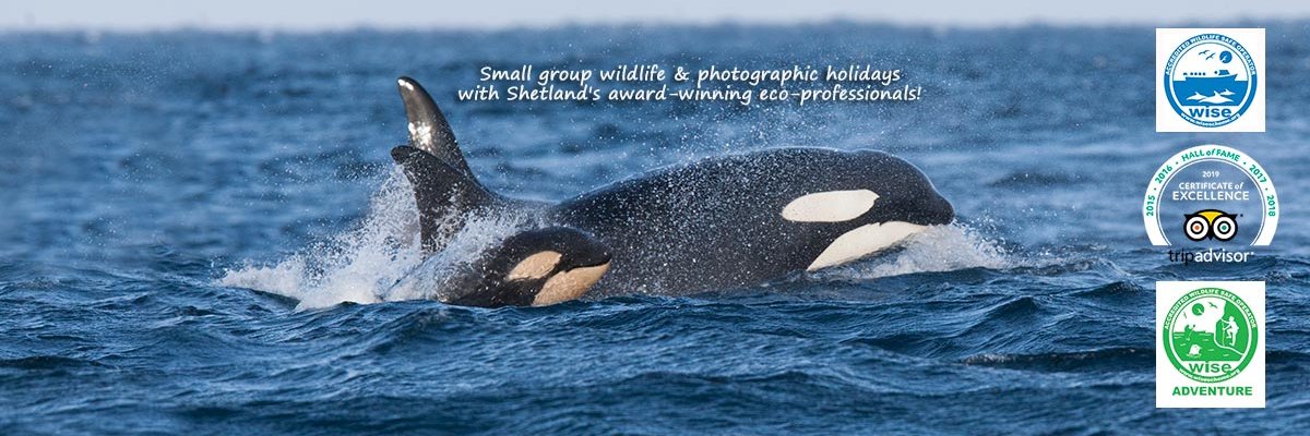 Shetland Wildlife's banner