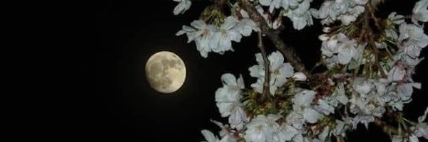 ImAliKhan16 Profile Banner