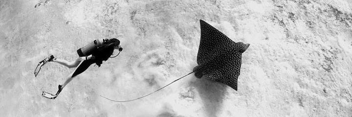 Diveguidecom's profile banner image