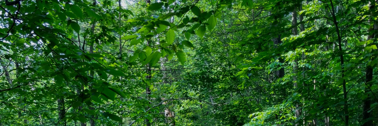 Allison Shrivastava banner