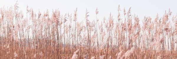 snippetsofem Profile Banner