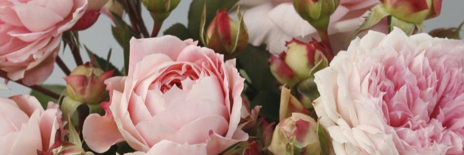 PSruthy's profile banner image