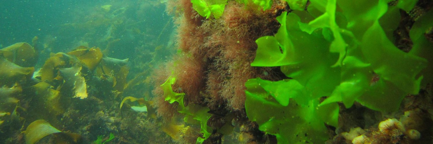 OBrien_Algae's profile banner image