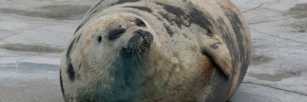 DealerSeal Profile Banner