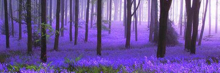 Tishplusted's profile banner image