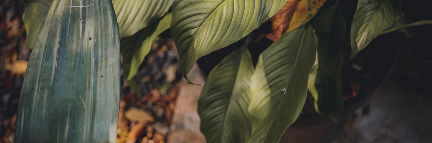 NandAidiel's profile banner image