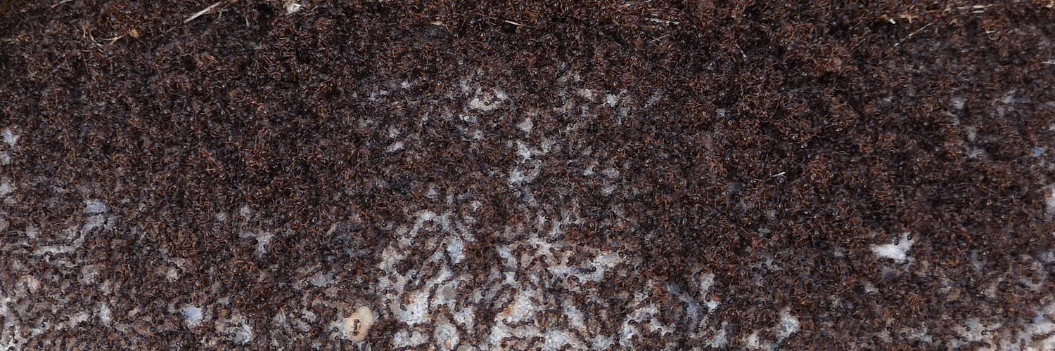 Curmudgeopath banner