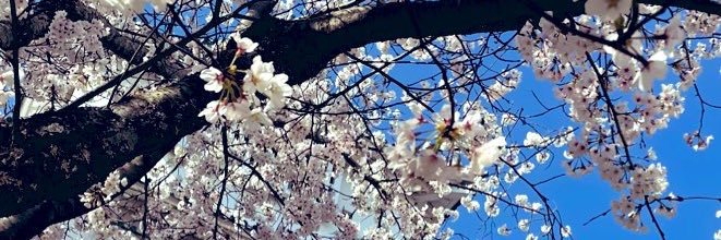 showyaden's profile banner image
