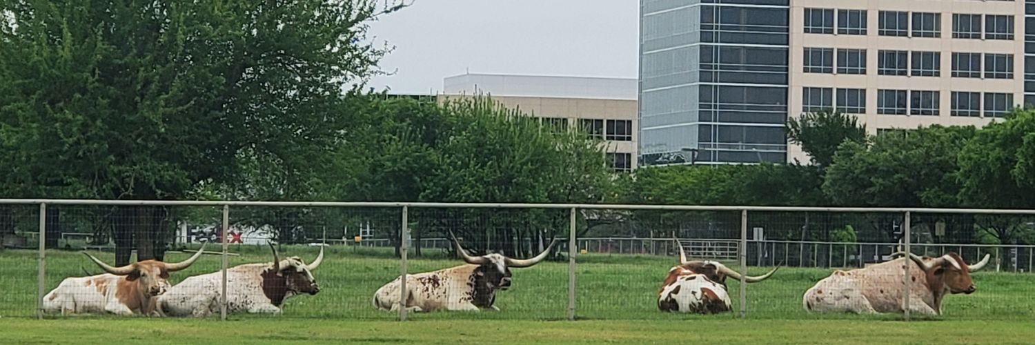 Chesshire Gato banner