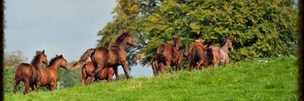 Tally-Ho Stud banner