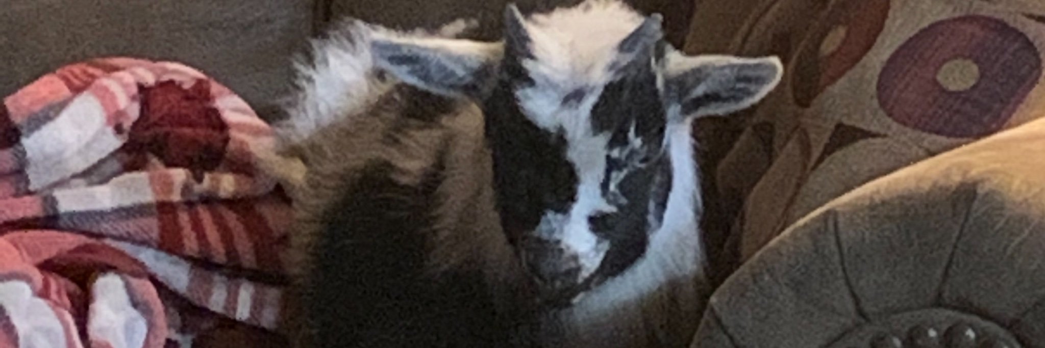 WikeKarla's profile banner image