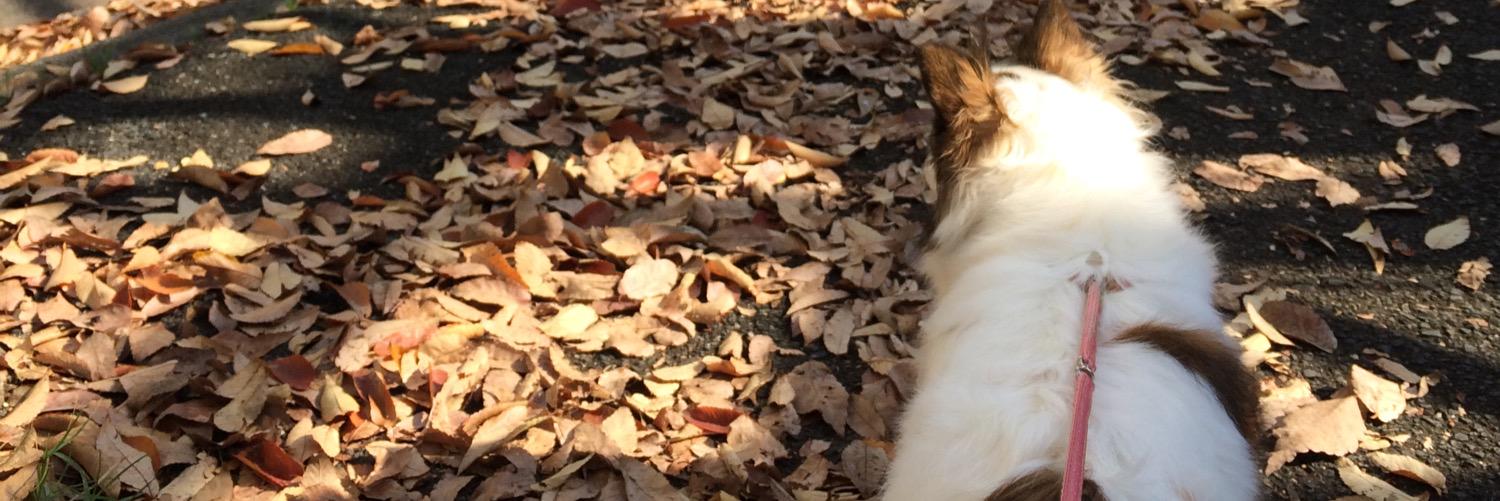 yaipyon's profile banner image