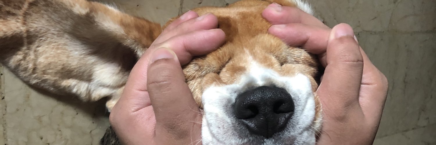 DonaNatorilla's profile banner image