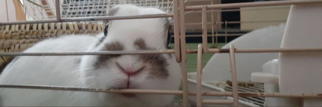 🐰マックス◢ ◤ banner