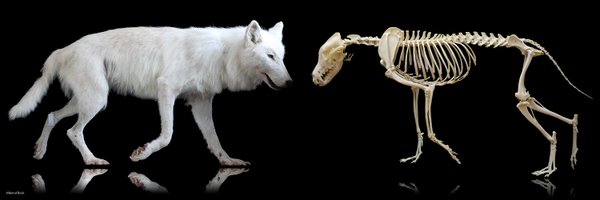 PhylMuseum Profile Banner