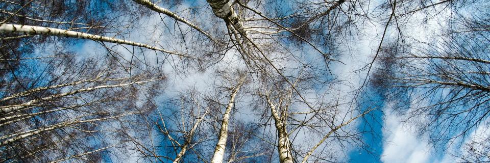 Plateforme Silvatech banner