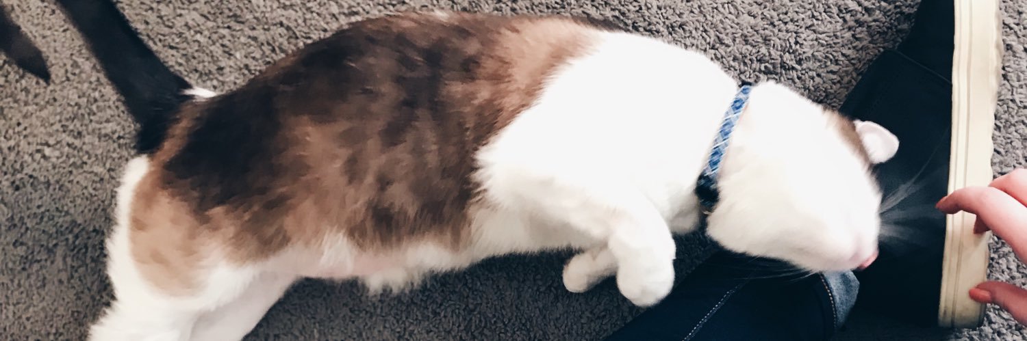 CharlieBug6's profile banner image