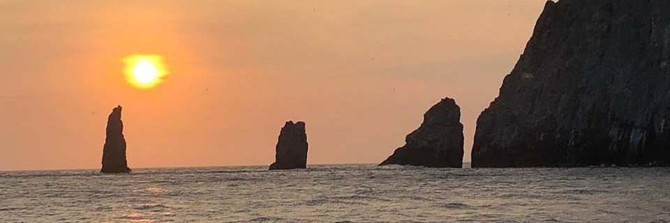 Fundación Malpelo banner