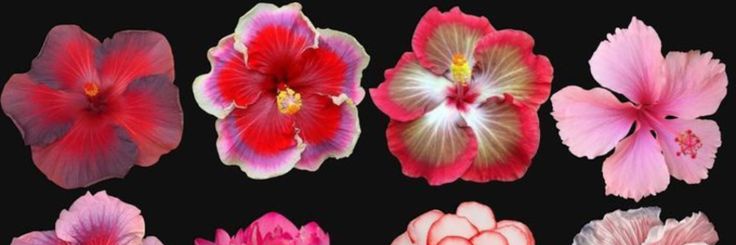 chiguisailor's profile banner image