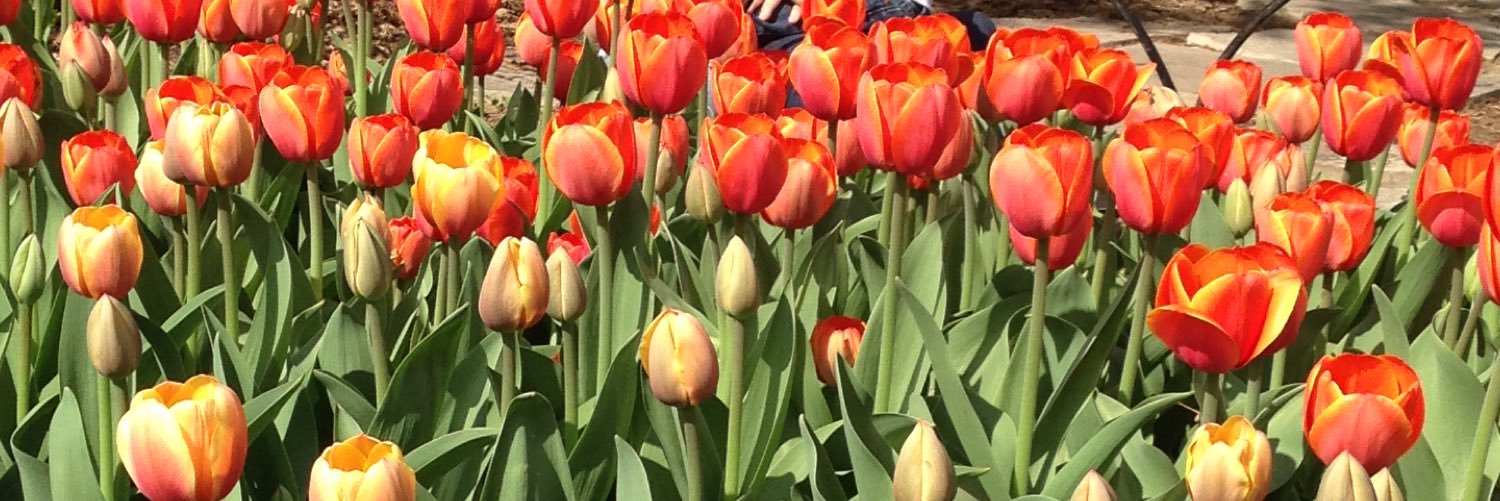 MariaALeyba's profile banner image