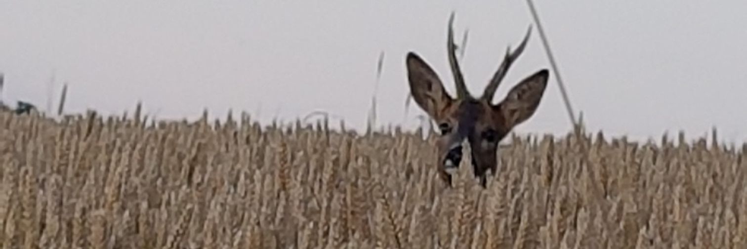 Van Hyfte Mathilde banner
