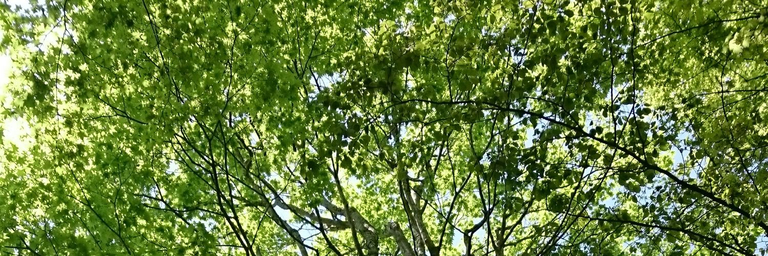 bololow's profile banner image