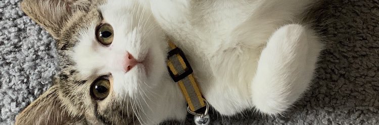 doriantns's profile banner image