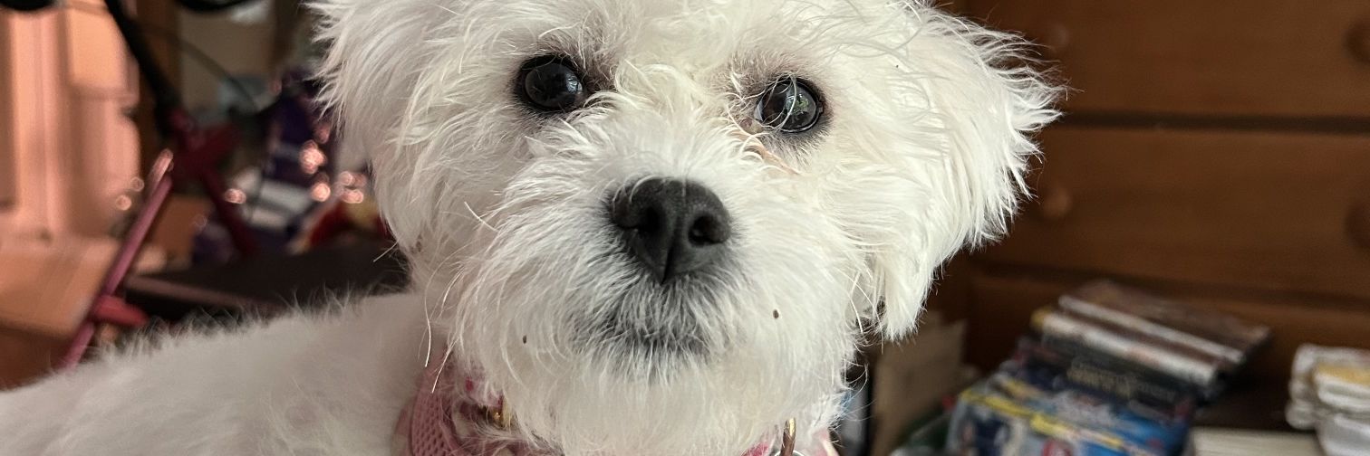 TonyaGaffney1's profile banner image