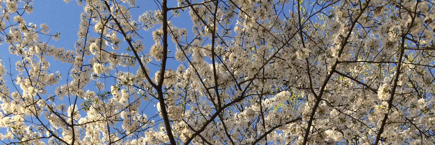 ((Michael A. Brown)) 🇺🇸 👊🏽 banner