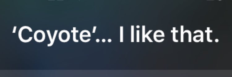 callmecoyote's profile banner image