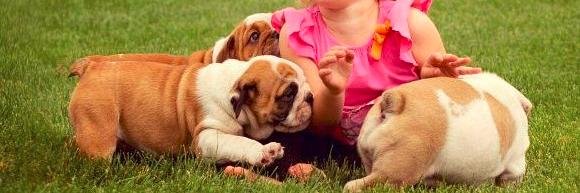 BulldogsPups's profile banner image