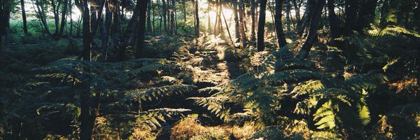 RavenstoneWild Profile Banner