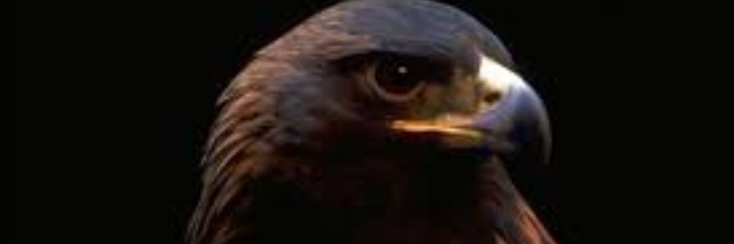 fay_315's profile banner image