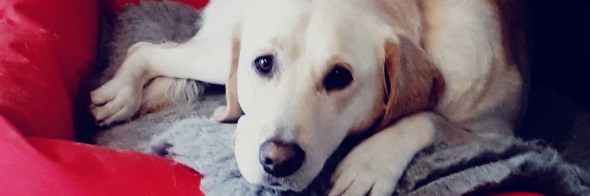 Ziggy the Guide Dog banner