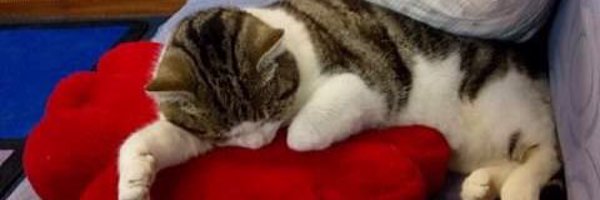 OutwoodsCat Profile Banner