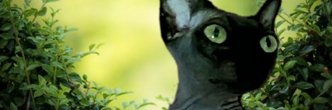 BearChance_GIFT's profile banner image