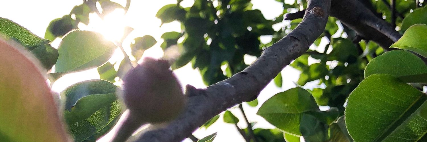 Lechoncitopelon's profile banner image