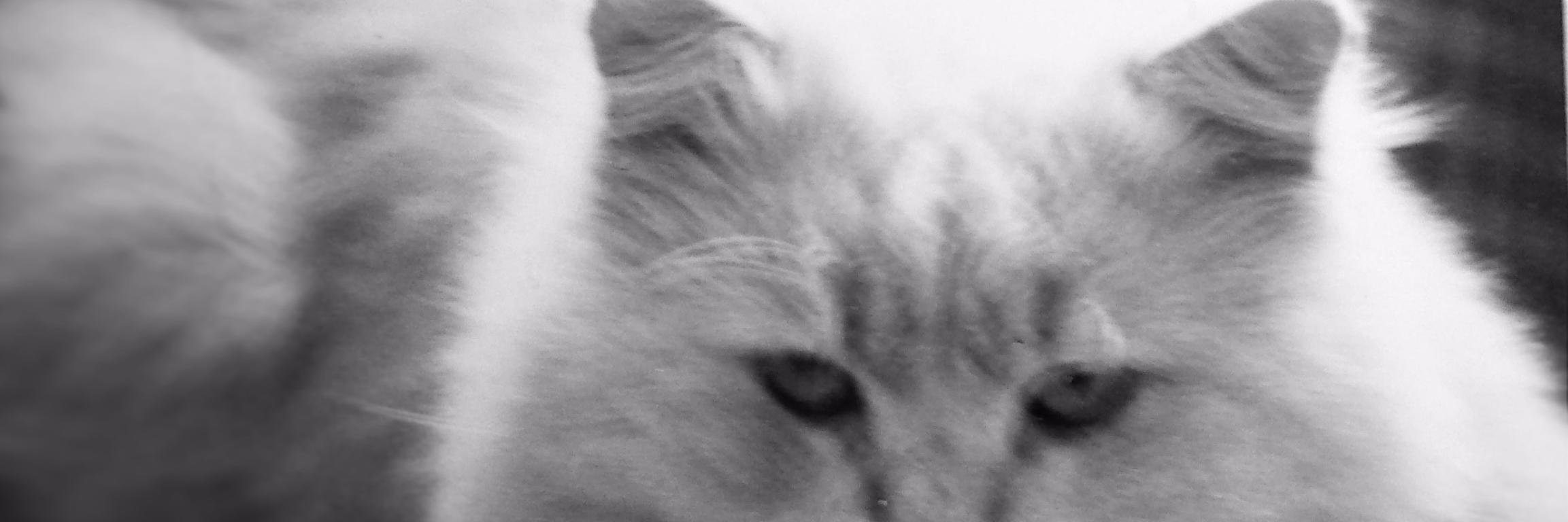 Pietro Woller banner