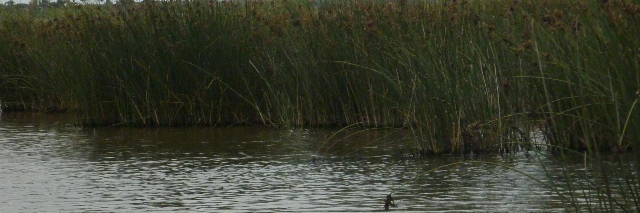 GeelongDuckRescue banner