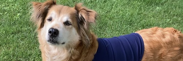 SeriousPets's profile banner image