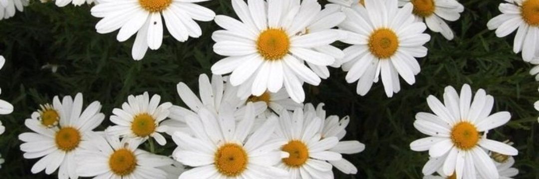 MargaritaKey's profile banner image