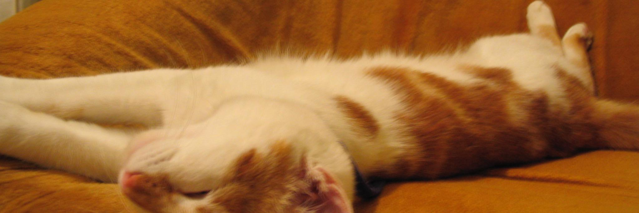 Miau Gata 🇪🇺🟩⬜️🟪 banner