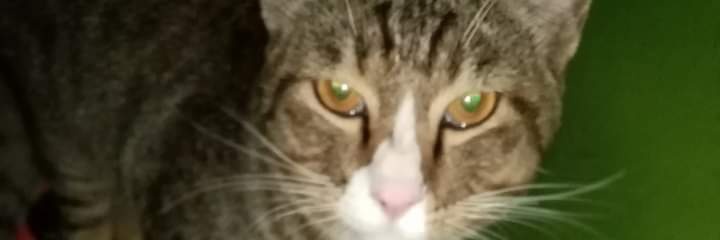 devil64301225's profile banner image