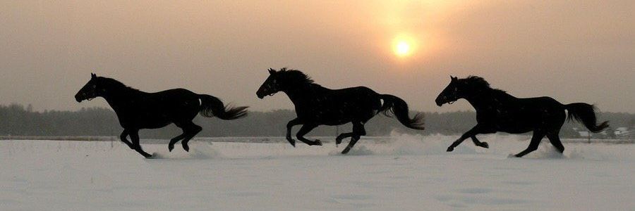 RUMA🦅🇷🇴04☦️ banner