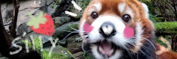 chococitcat Profile Banner