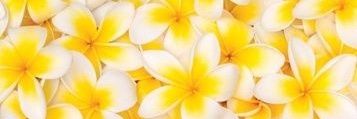 sunshinemaeeE's profile banner image