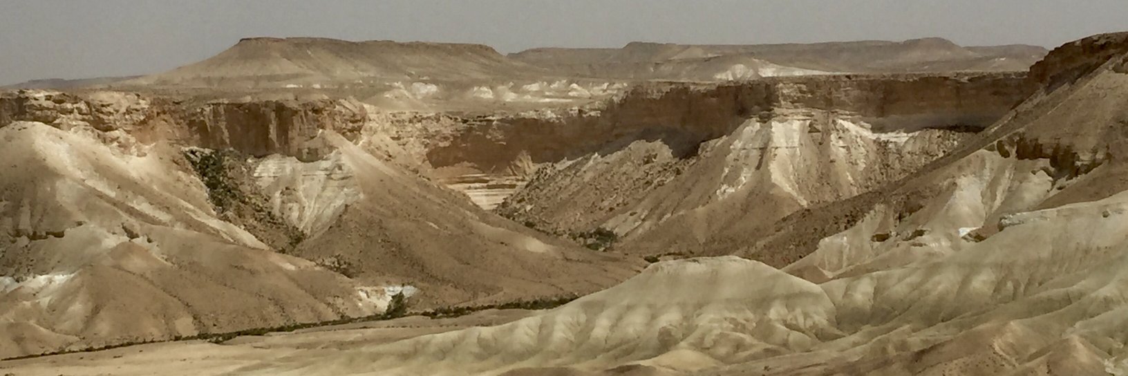 David Berson 🟣 banner