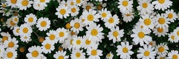 agoostinasool_'s profile banner image