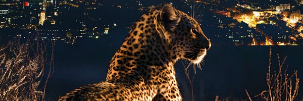 NayanikaM Profile Banner