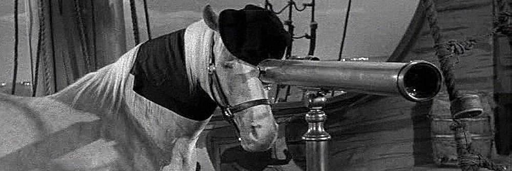 Chrisanthemum banner